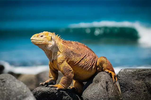 Destinazioni-esotiche-Galapagos-Travelgood-servizi-per-agenzie-viaggio